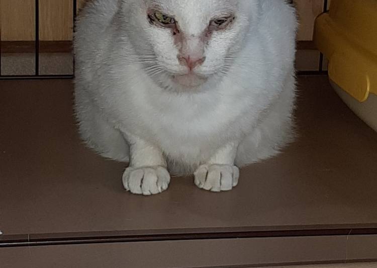 石川県 顔はいかついけど 声が可愛い男の子 猫の里親募集 ネコジルシ 石川県 顔はいかついけど 声が可愛い男の子 猫の里親募集 ネコジルシ