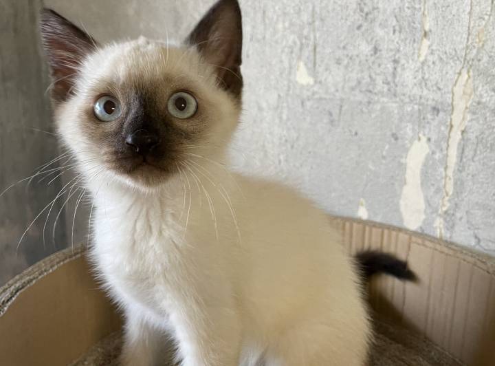徳島県の猫の里親募集 シャム ネコジルシ