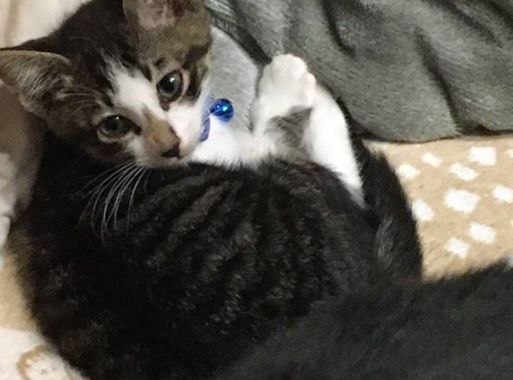 山口県防府市 イケニャンになるよ 猫の里親募集 ネコジルシ