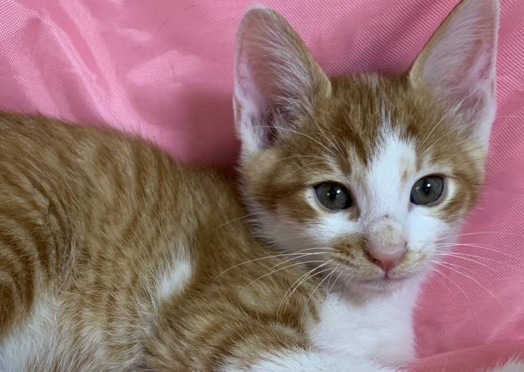 東京都の猫の里親募集 大田区 ネコジルシ 東京都の猫の里親募集 大田区 ネコジルシ
