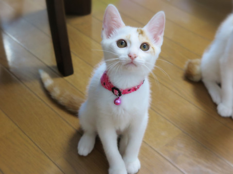 華麗なランガール☆さらちゃん