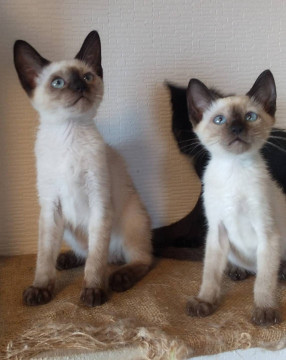 シャム猫と黒猫ちゃん