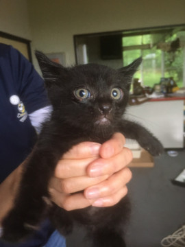 とっても可愛い独特の寝相の黒猫さん。