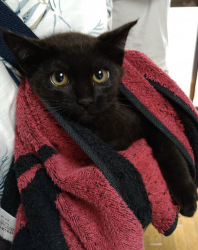 3ヶ月のかわいい黒猫