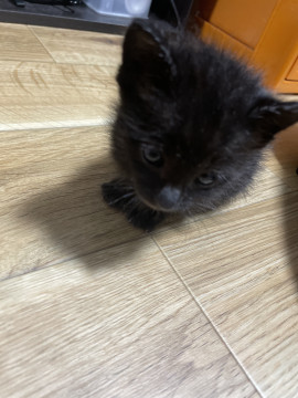 泣きすぎまこたろ