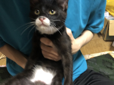 かわいい黒白ちゃん