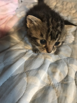 赤ちゃん猫です。