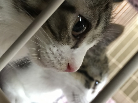 美猫兄妹 キジ白(兄)