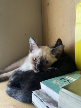 人慣れバツグン シャム猫ふう メス