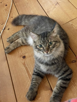 尻尾ふわふわのめだか君