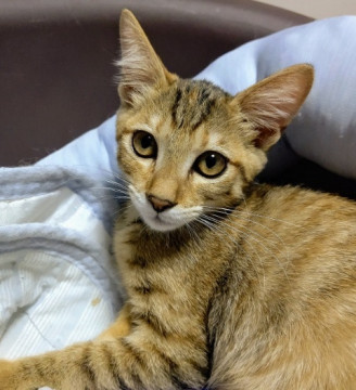 美猫のアナベル、家族募集中