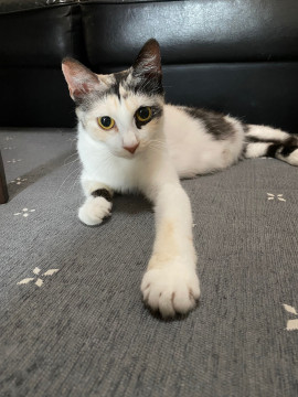 パステルカラーの三毛猫
