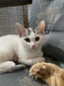 猫]東京都の里親募集 パステルカラーの三毛猫