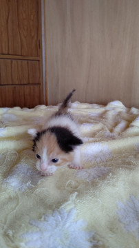 子猫３匹の里親様募集します