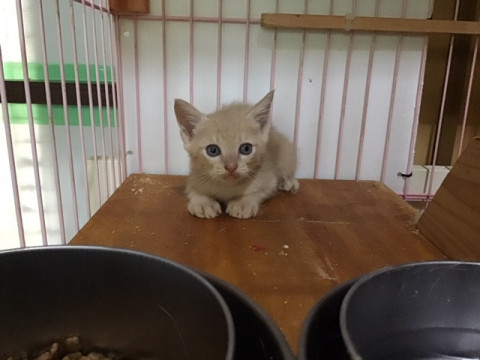 ちょこまか三兄弟
