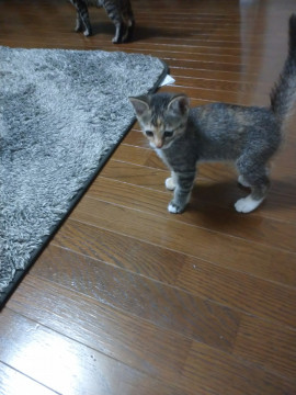 三毛とトラのミックス