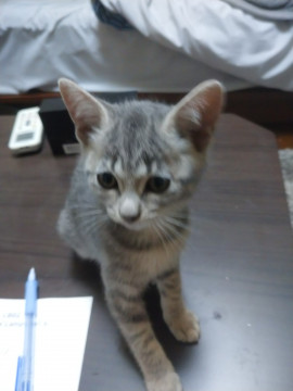 薄いグレーキジ