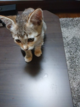 三毛とトラのミックス
