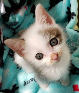 甘えん坊の子猫、たんたんくん♪