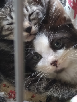 流し目イケメン、ハチワレの子猫