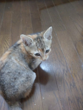 三毛とトラのミックス