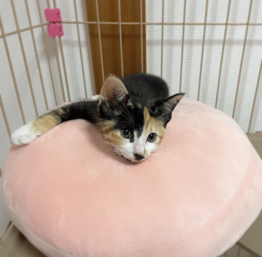 人懐っこい三毛猫の仔猫ちゃん