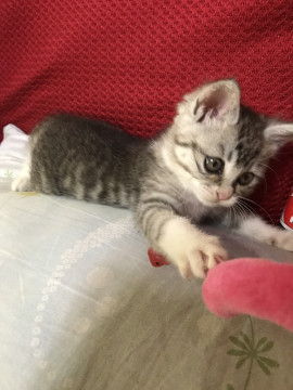 子猫里親さん募集