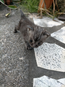 瞳がブルーがかった子猫