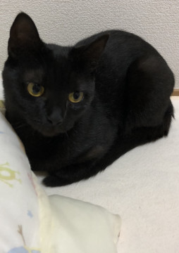 ちびねこちゃん