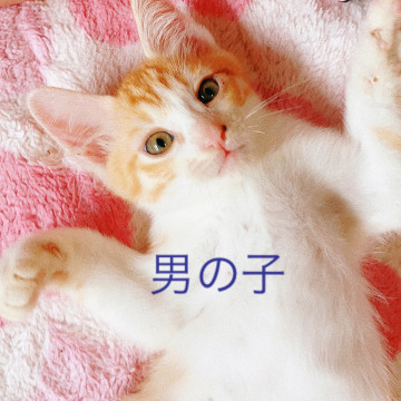 可愛い茶白くん