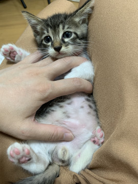 小さな子猫ちゃん