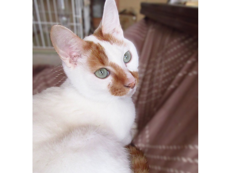 茶白のころちゃん、里親さん募集中