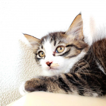 歌舞伎猫　2ヶ月　オス　長毛❤️