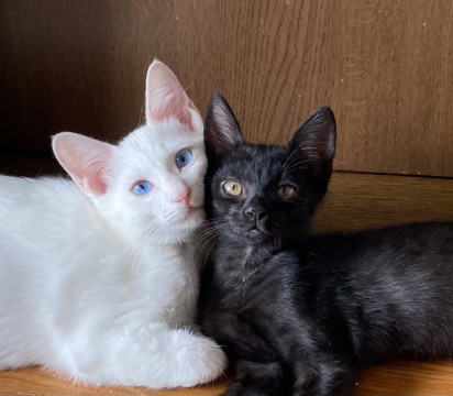 猫]福岡県の里親募集 可愛い兄妹 白猫&黒猫ちゃん 
