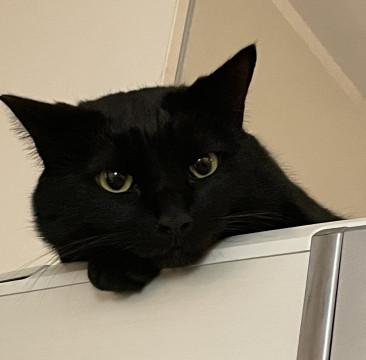 【里親さま決定】エンジェルマーク黒猫