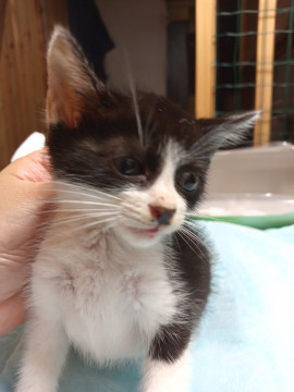 大人っぽい顔のハチワレ仔猫ちゃん