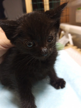 体小さい黒猫ちゃん