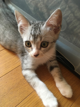 甘えん坊のサバシロ君