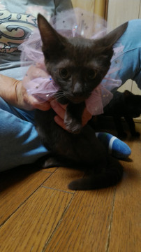 珍しいチョコレート色の子猫です。