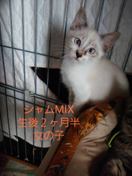 綺麗な青い目女の子です