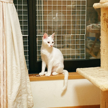 まっしろです。とてもなついています。