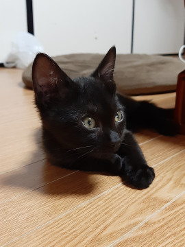 輪島市から来た、とっても可愛い黒猫君。