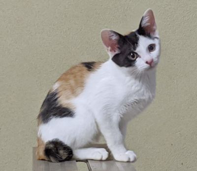 和風美猫の三毛子猫生後3ヶ月半