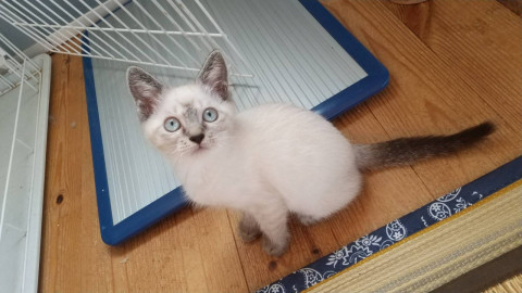 かわいいキジシャム兄妹