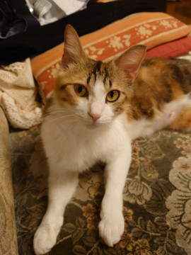 人懐っこい美人三毛猫ちゃん