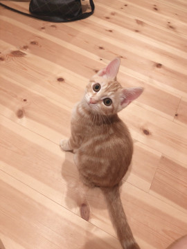 かわいい甘えん坊