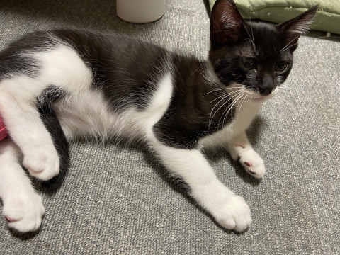 可愛い仔猫