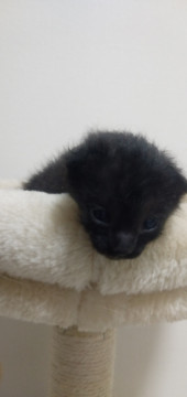甘えん坊の黒猫さん コロコロしてます!