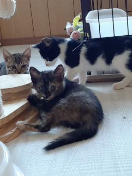 七尾市から来たたれ目が可愛いサビ猫