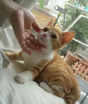 超甘えん坊茶白くん